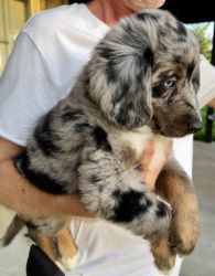 Gorgeous Ozzy the mini-Aussiedoodle would love to meet you!