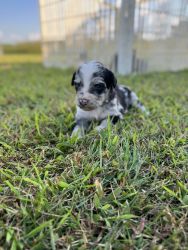 Aussidoodle Puppies for sale