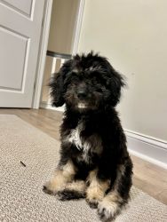 Chloe -4 month old female Aussie Doodle