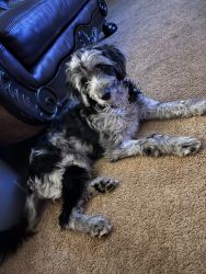6mo old Aussiedoodle in need of forever home