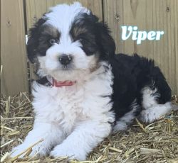 Please meet Viper he is a Mini Aussiedoodle
