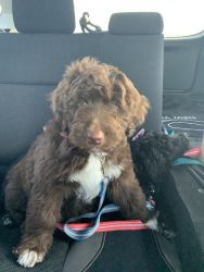 Male Chocolate Aussiedoodle Puppy