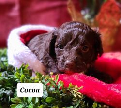 Toy Aussiedoodle Cocoa