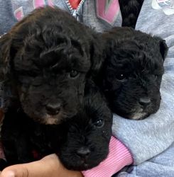 Miniature Aussiedoodle Puppies for Sale