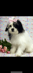 Mini aussie doddle. her name is blossom