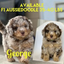 Aussiedoodles Available
