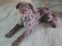 3 year-old Aussie Doodle needs new home