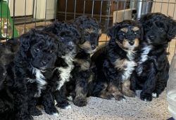 Mini Aussiedoodles Puppies