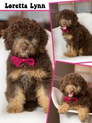 Cute Aussiedoodle Puppy Available Now
