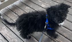 Toy Aussiedoodle