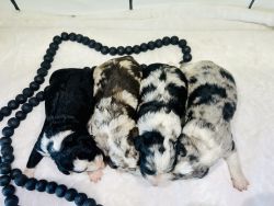 3 males available. 2 blue Merle’s, one black/white.