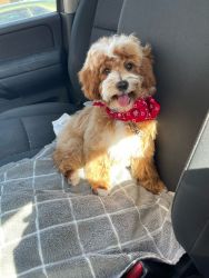 4 month old mini Aussie doodle puppy (F2B) for sale