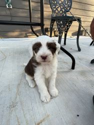 Aussie doodle pups looking for homes.