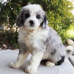 Cute Aussiedoodle pup For sale