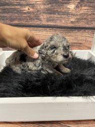 Lilly-Aussiedoodle-F2