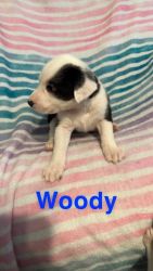 Lab+Aussie-doodle puppies for sell