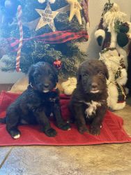 Aussiedoodle puppies looking for forever homes