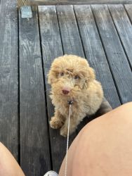 Mini Aussiedoodle for Sale