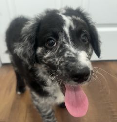 Blue Merle Aussiedoodle Puppies F2