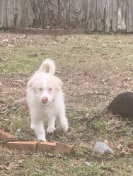 Rehoming Aussie/doodle