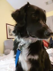 Rehome 8 mth AussieDoodle