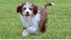 Selling my Aussiedoodle