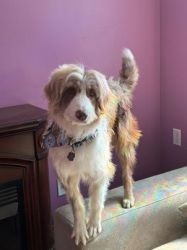 Aussiedoodle-Female-Red Merle for adoption