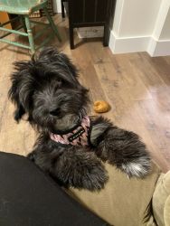 Female Dog Ready for Your Family