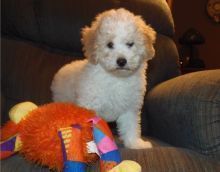 Affectionate male and female Aussie Doodle Puppies