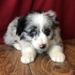 lovely pups Barry merle mini aussie