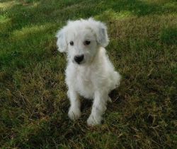 Male and Female Aussiedoodle puppies for sale