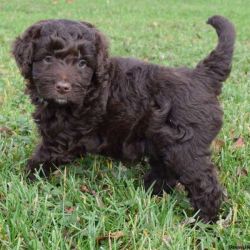Aussiedoodle is not a purebred dog