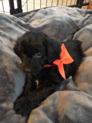 Miniature Aussiedoodle Pups, Black Tuxedo, Valentines Day Surprise