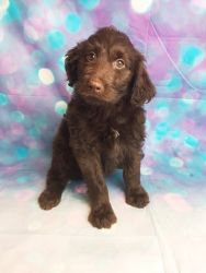 addy female aaussie poo std