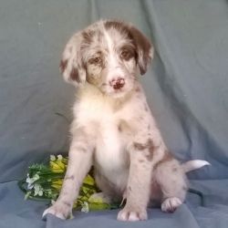 Super cute AUSSIEDOODLE Puppies Set And Ready