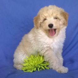 Well Trained Aussie Doodle Puppies For Sale