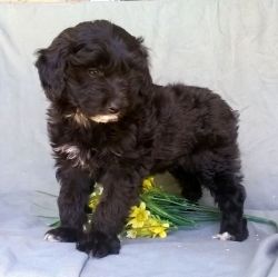 Meet our stunning litter of Aussie Doodle puppies for sale