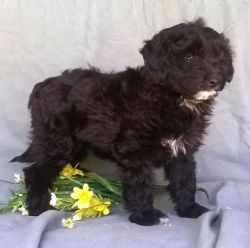 Healthy Home Raised Aussie Doodle puppies for sale
