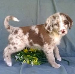 Boys and girls Aussie Doodle puppies for sale