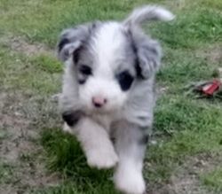 Top Class Aussiedoodle Puppies Available