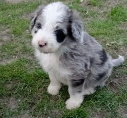 Healthy Aussie Doodle Puppies For Sale.