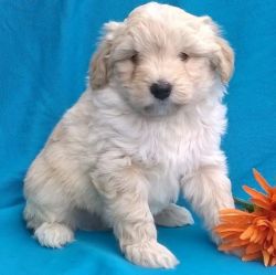 Aussie Doodle puppies available now for Sale
