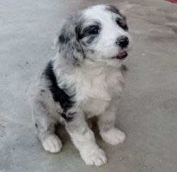 Beautiful Aussie Doodle puppies available
