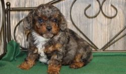 Four male and female Aussiedoodle Puppies