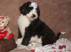 Male and female Aussiedoodle Puppies