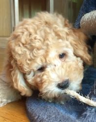 AUSSIDOODLE FOR SALE