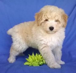 Male and female Aussie Doodle puppies for sale