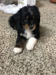 Aussidoodle for sell