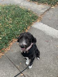 Aussiedoodle needs a loving family!