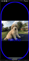 Aussiedoodle puppy (nacho)